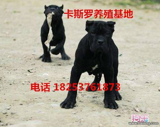 卡斯罗养殖基地出售高端纯血统重头版大骨量卡斯罗幼犬